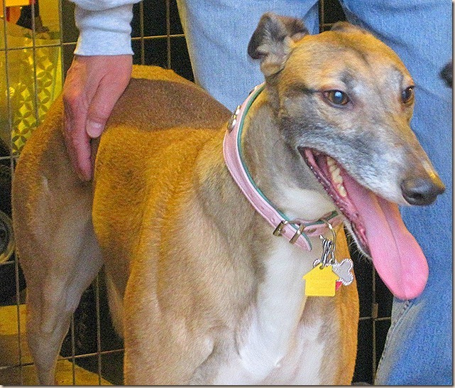 April-08-11-2011-Dogs-and-Renners-Bi[1]_thumb