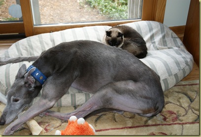 Blue shares with Vinni