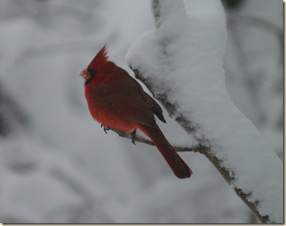 Cardnal in snow