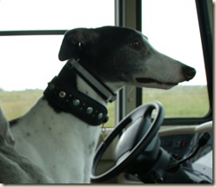 DSC01339scooter cropped