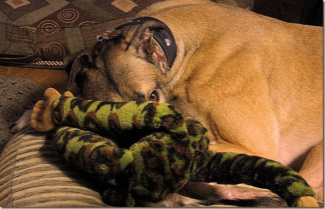 Mandy-and-Renner-001_thumb5_thumb