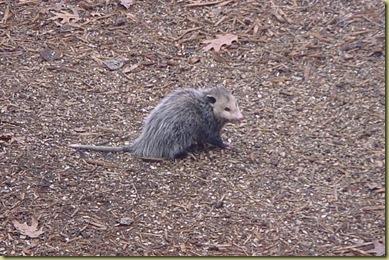 opossum