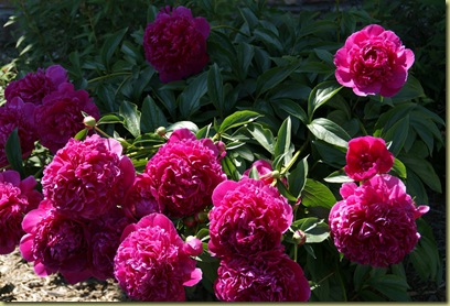 peonies