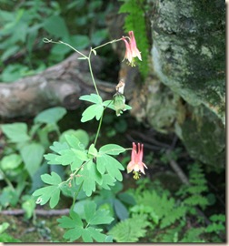 PICT0004flowers cropped