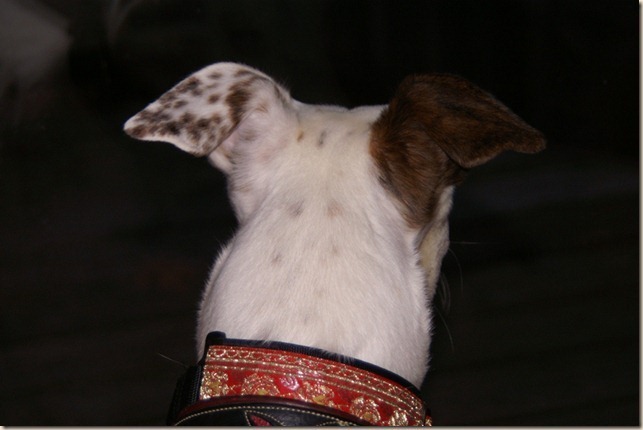 PICT0013_thumb2_thumb