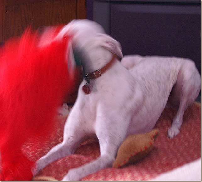 KONICA MINOLTA DIGITAL CAMERA