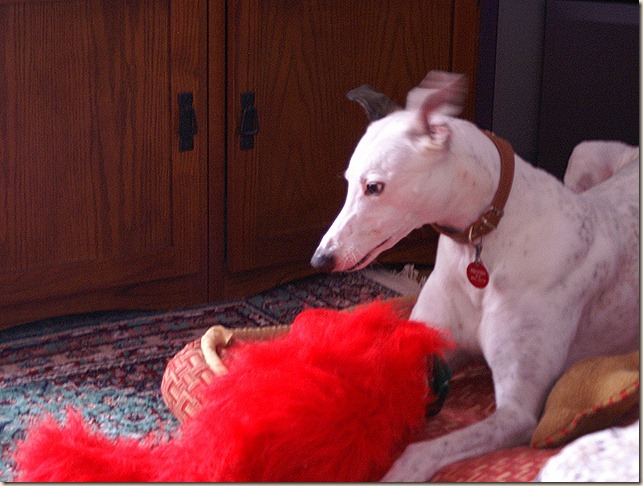 KONICA MINOLTA DIGITAL CAMERA