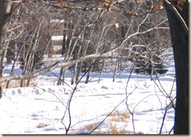 PICT0074freshsnowcrop