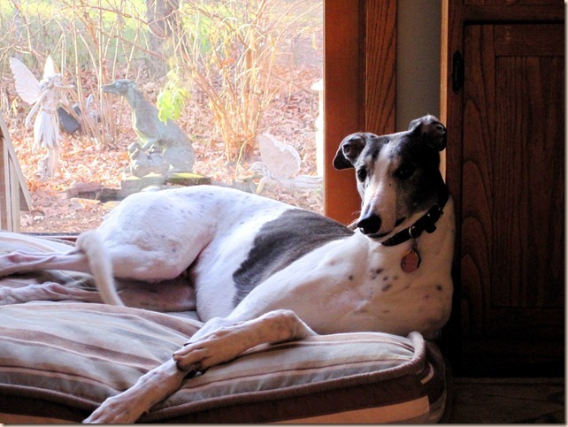 Scooter-far_thumb3_thumb