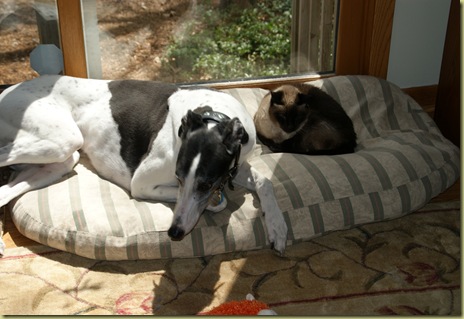 Scooter shares with Vinni