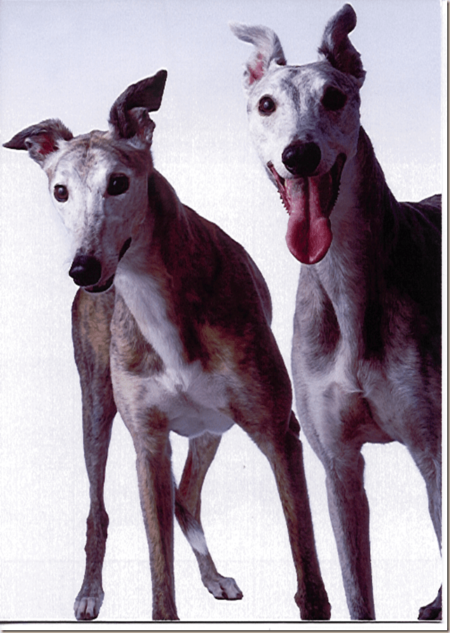 ShastaCosyPros_thumb3