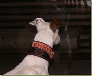 white dog black window