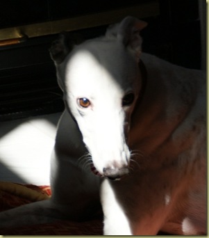 White Greyhound in a Black Shadow