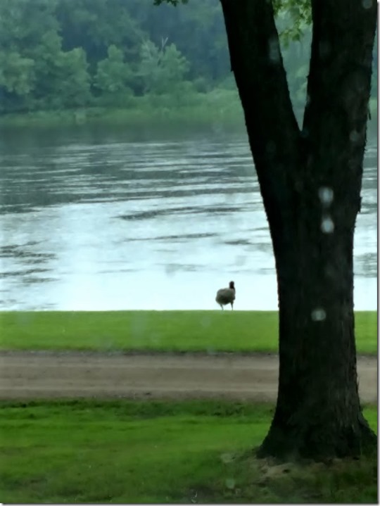 7.20.18 Rain Today on the Mississippi