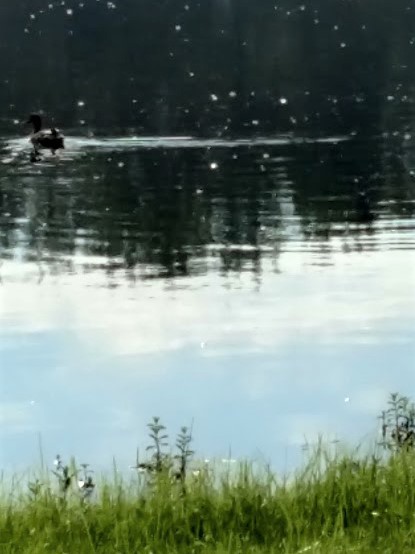 bad photo of duck making noise 7.23.18.jpg