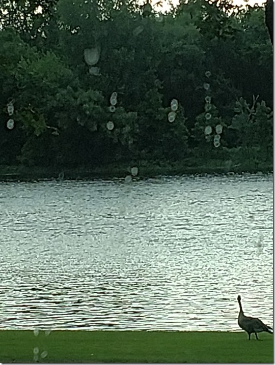 IMG_20180719_084502994