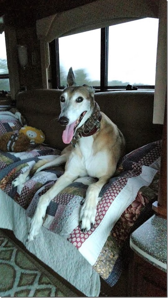 Mandy on the camper couch 7.2018