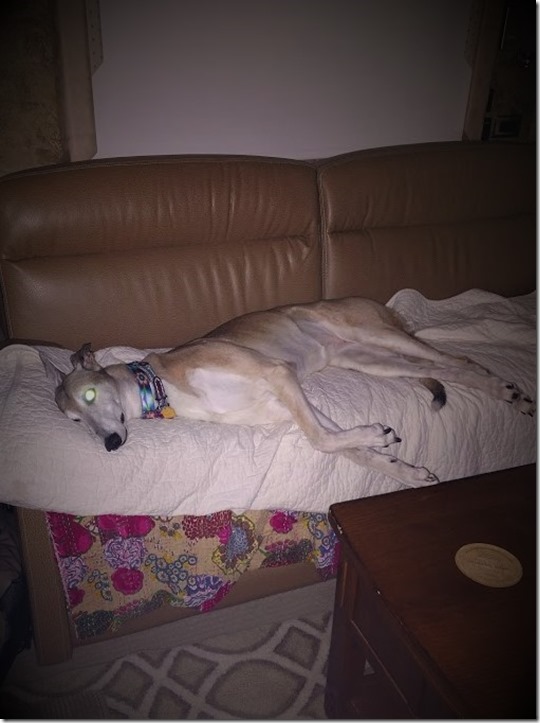 Mandy sleeping on couch in morning 7.18