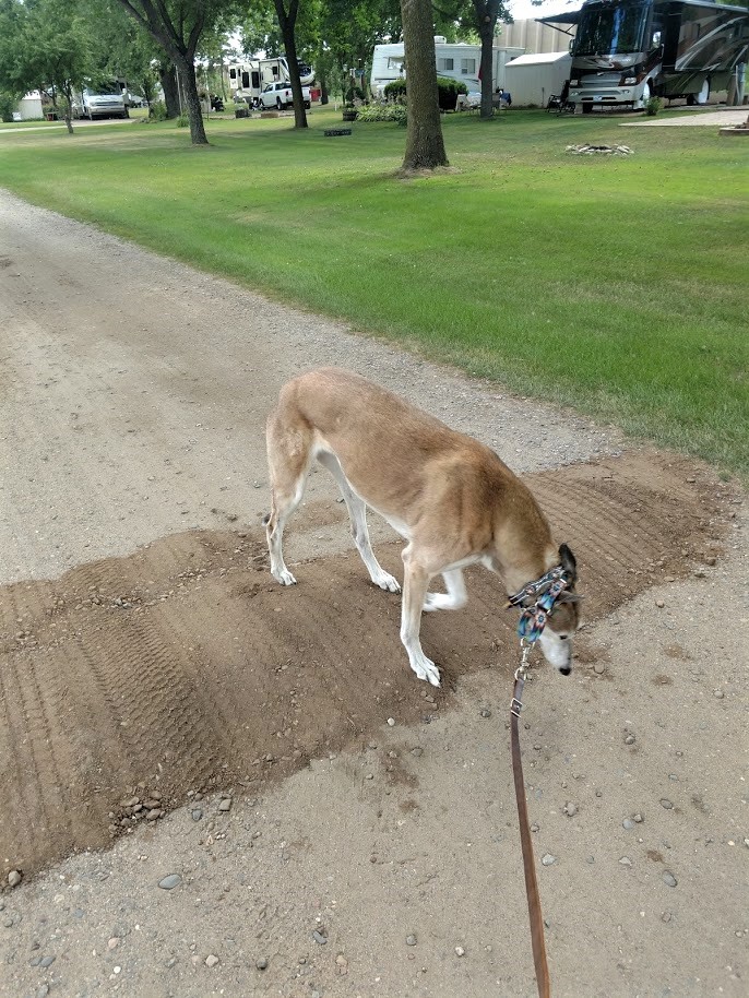 Mandy walking 7.31.18.jpg