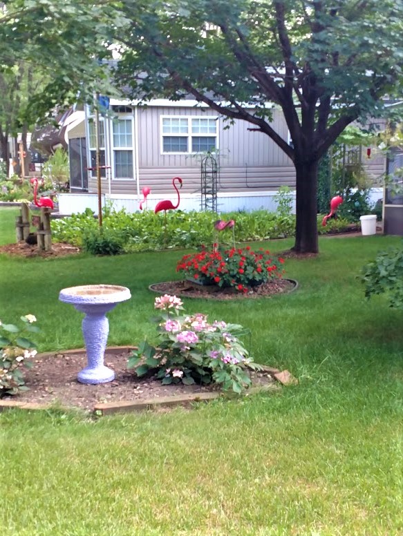 neighbor's garden 7.31.18.jpg