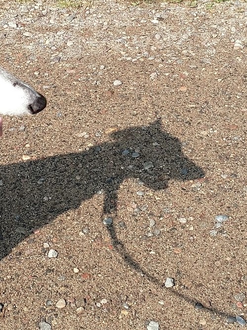 Mandy's shadow 8.1.18.jpg