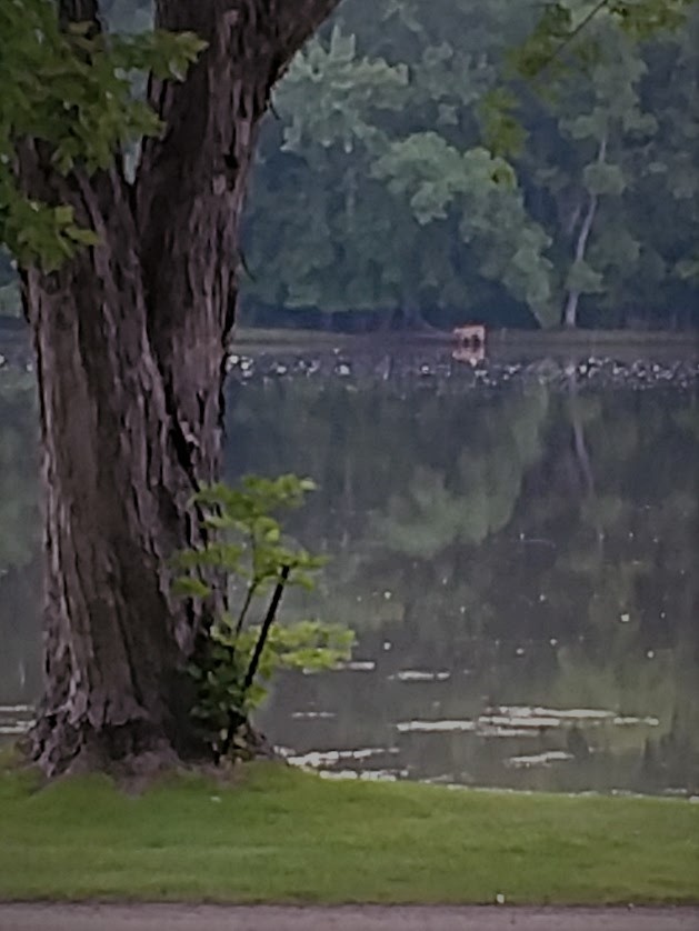 Miss deer 8.7.18.jpg