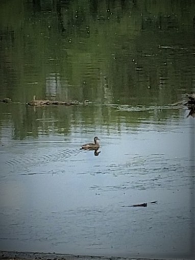 Miss. Duck 8.8.18.jpg