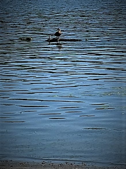 Miss. duck on log 8.9.18.jpg