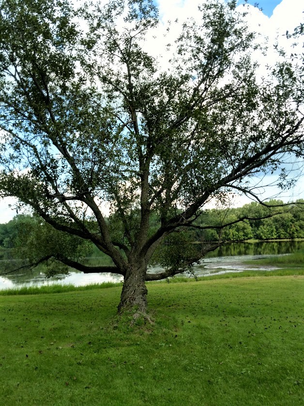 Miss photo tree 8.7.18.jpg