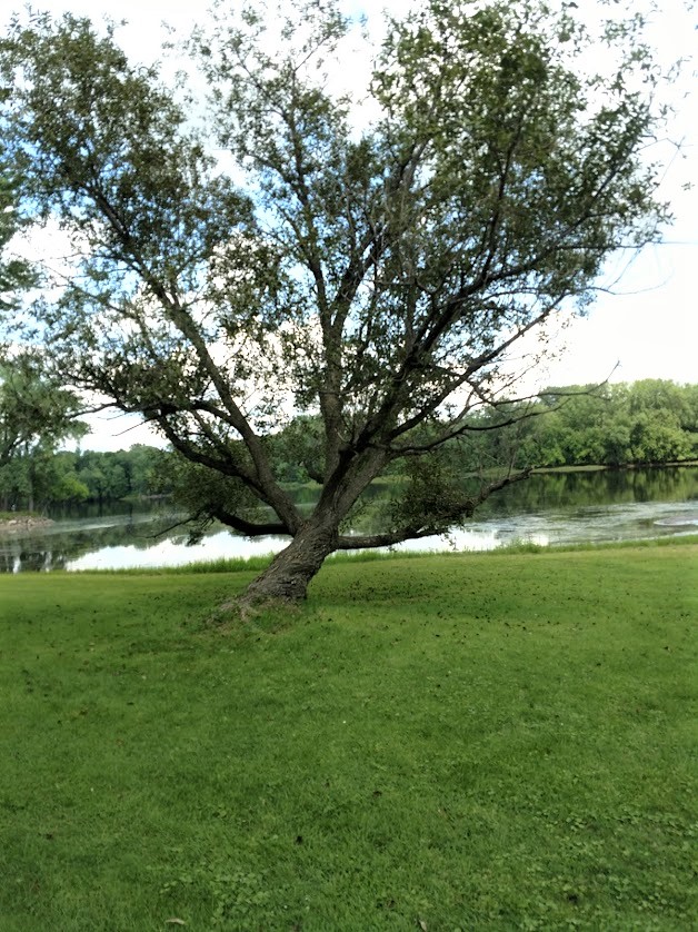 Miss photo tree2 8.7.18.jpg