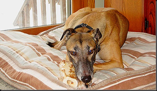 2010 12 24 - 30 Christmas and Dogs 226_thumb[3].jpg