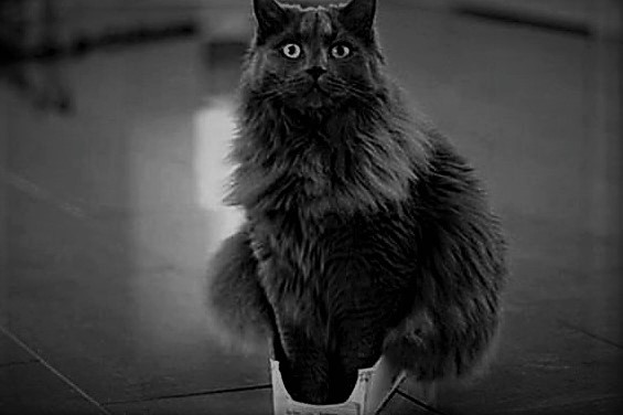 cat in small box.jpg